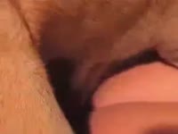 Dangerous golden-haired coed wench licking k9 dark hole in this sensational non-professional animal fetish movie scene